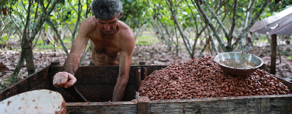 A cacao picker